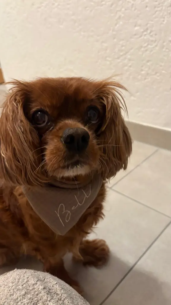 Bild von Bella