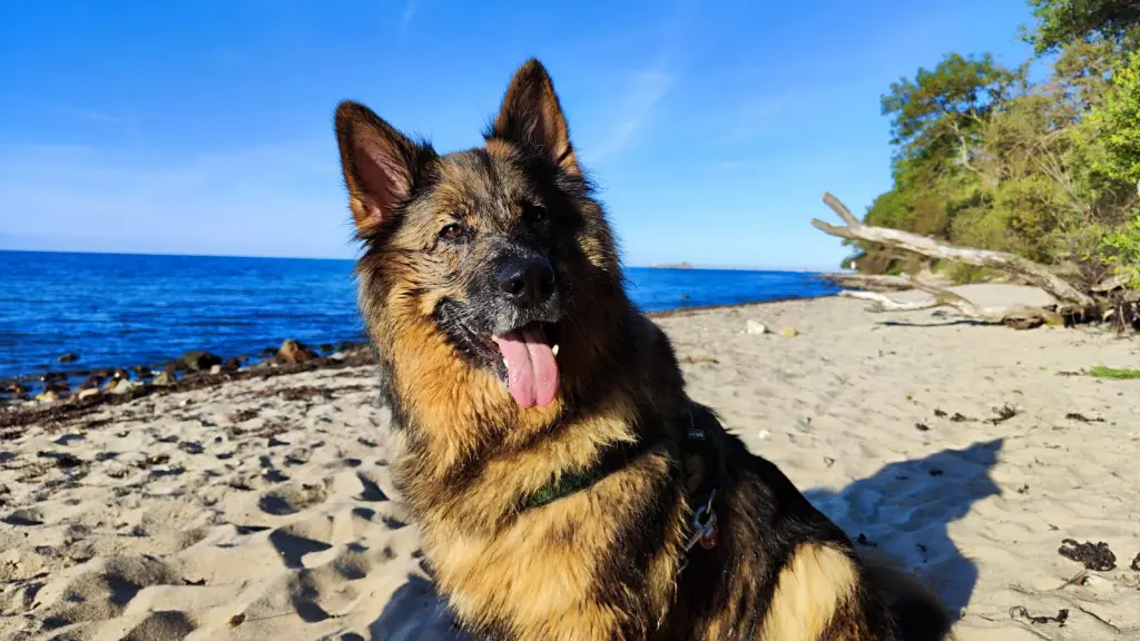 Bild von Ronja