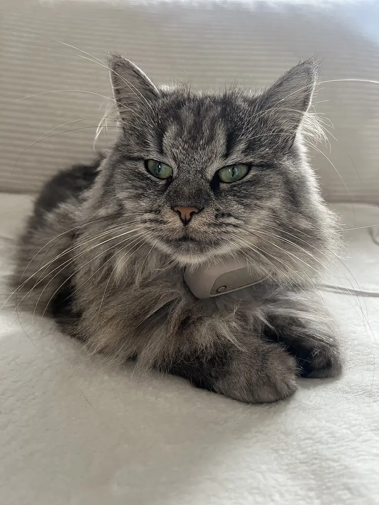 Condolence image of Nala