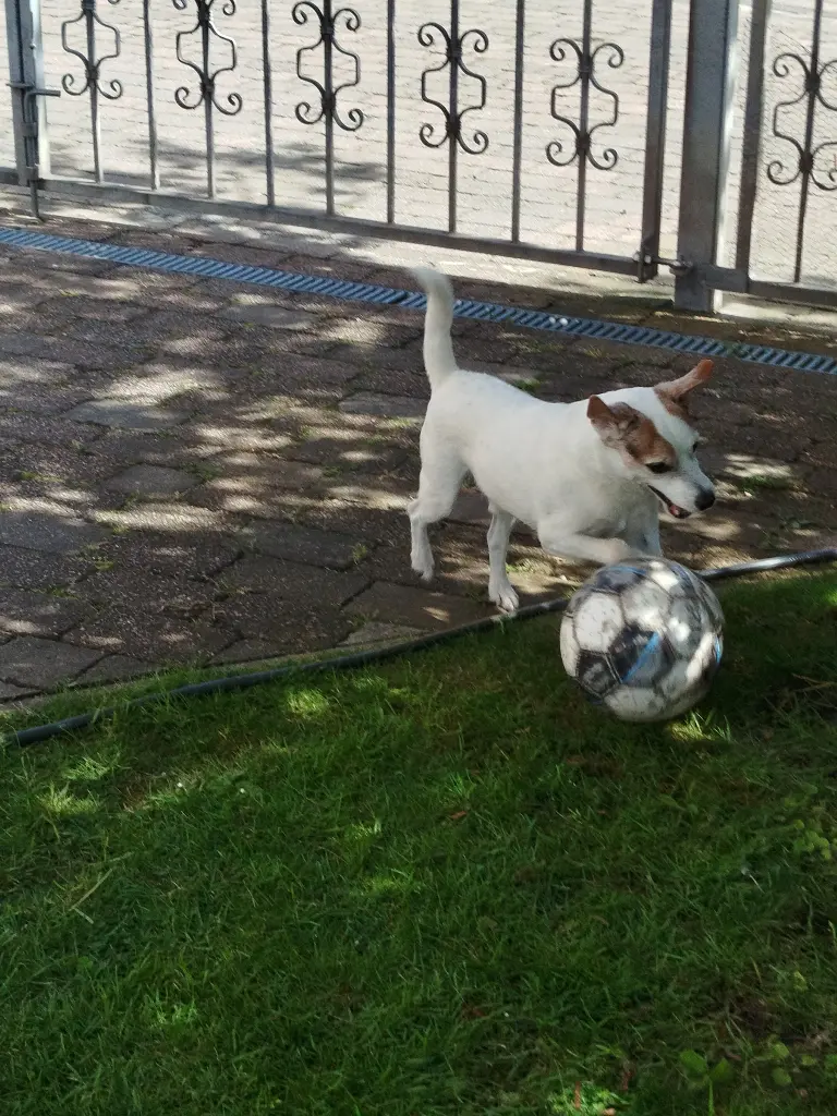 Kleiner Balljunky