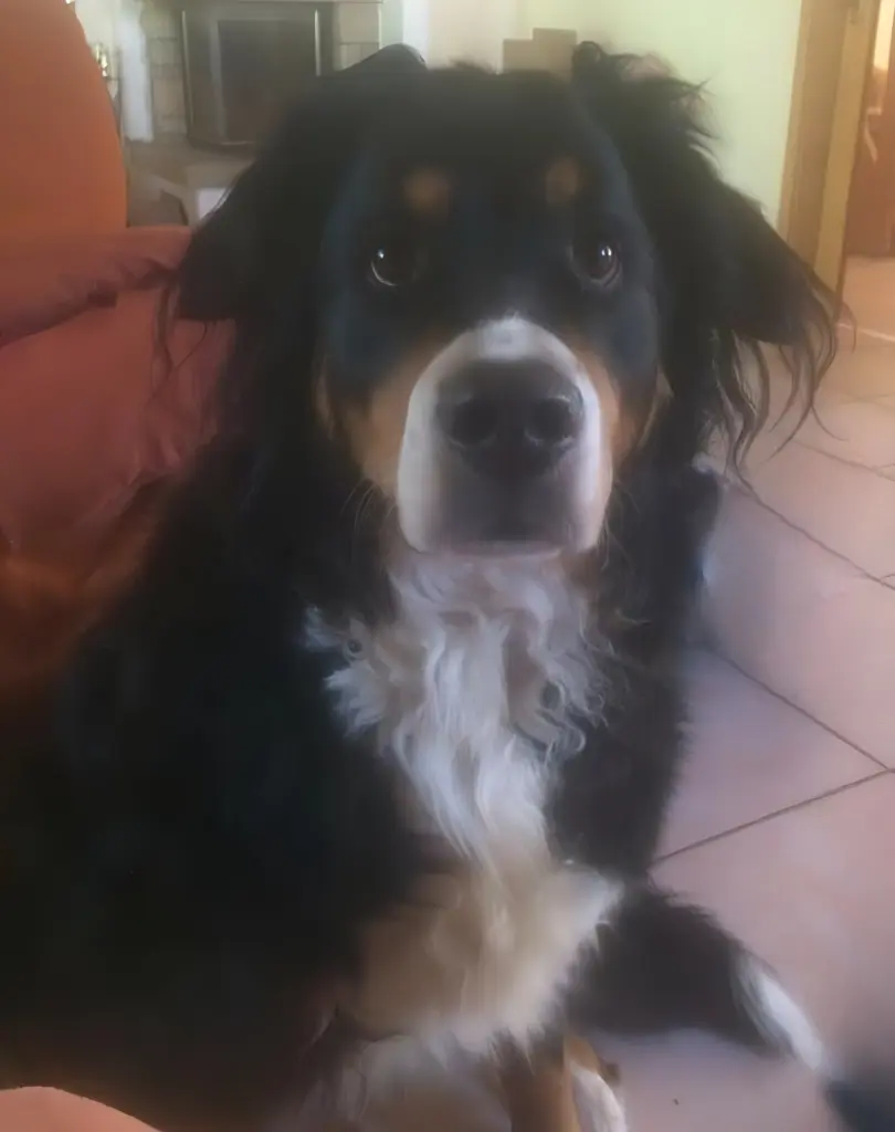 Bild von Laika