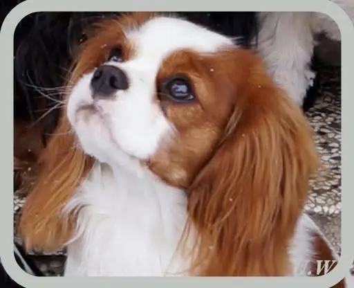 Bild von Bonnie
