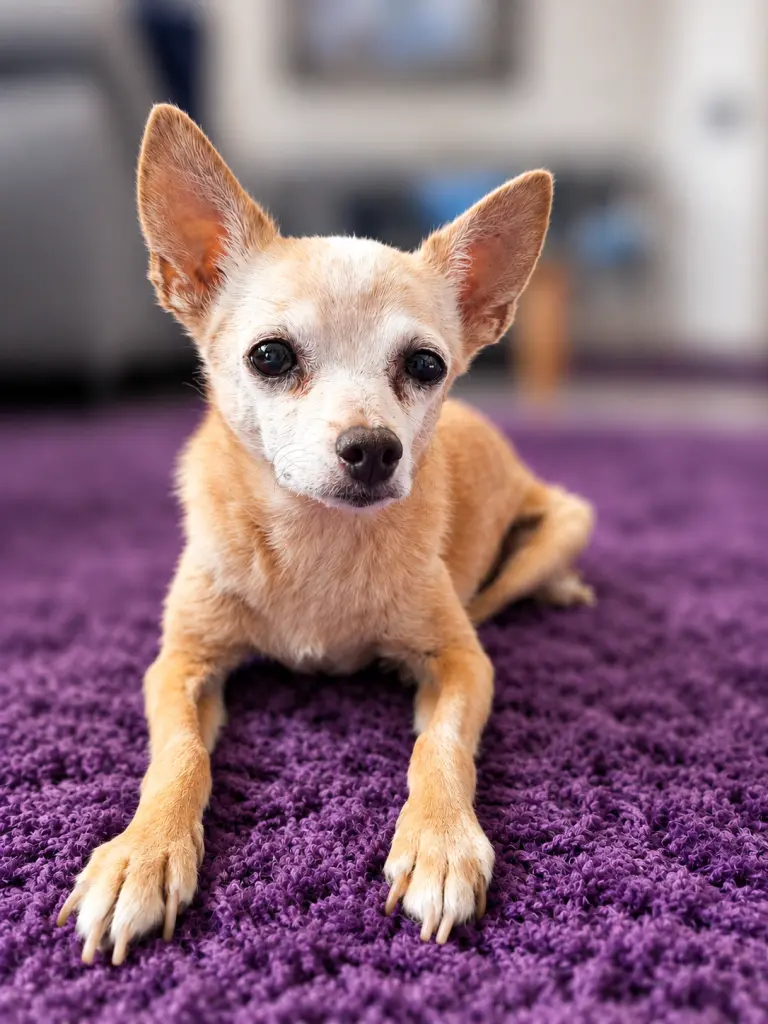 Bild von Mylo