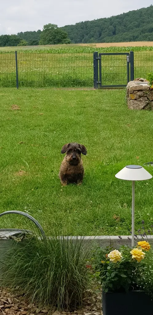 Dein Garten dein Ein und Alles