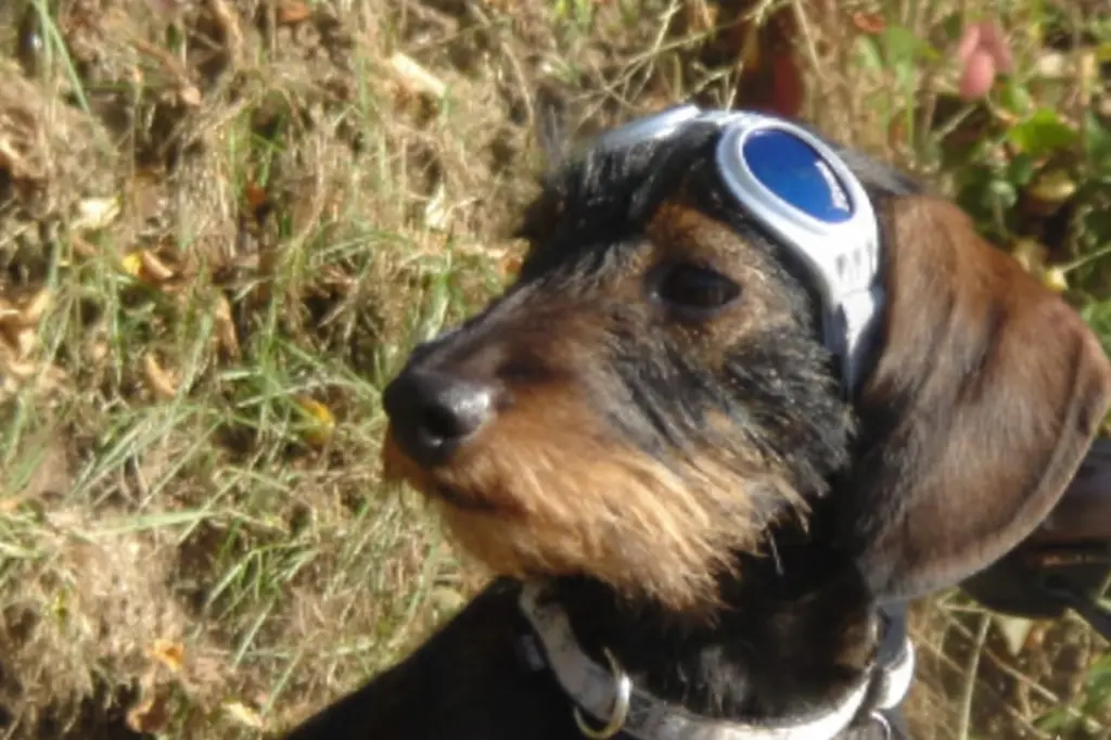 Bild von Elli