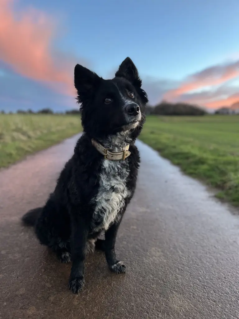 Bild von Balou
