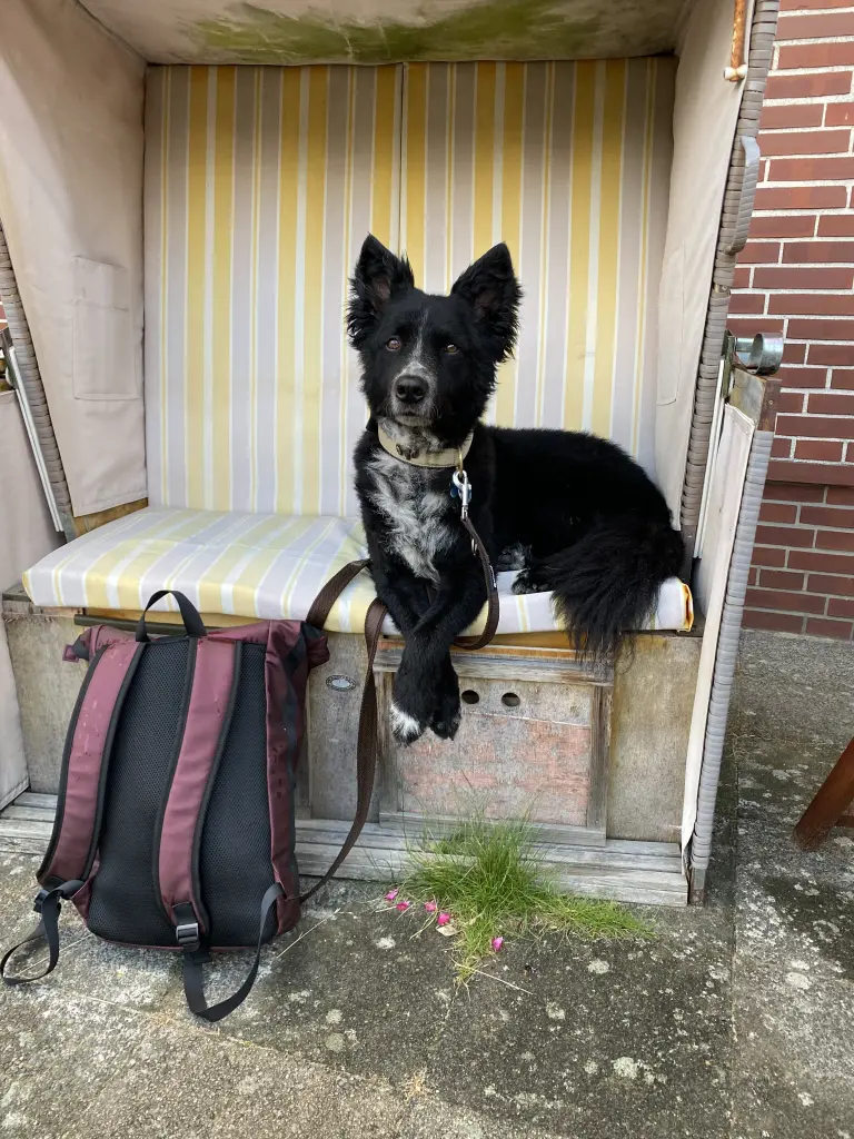 Bild von Balou