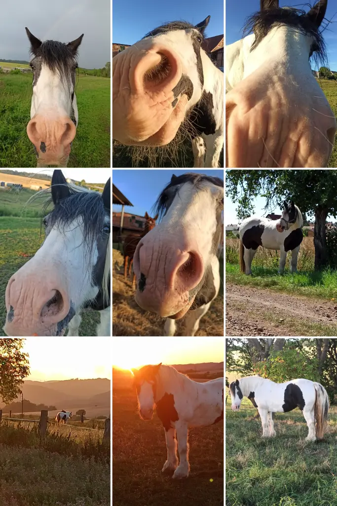 Bild von Shail