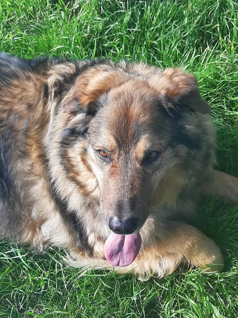 Bild von Teddy