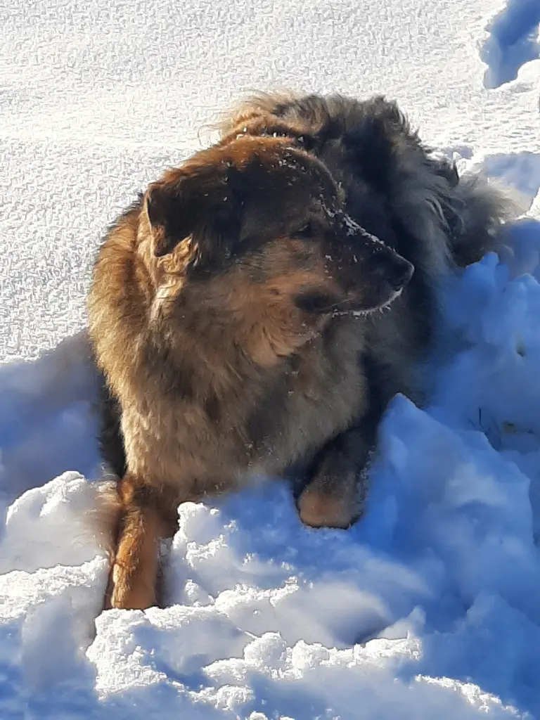 Bild von Teddy