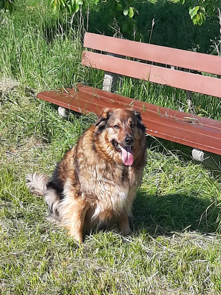 Bild von Teddy