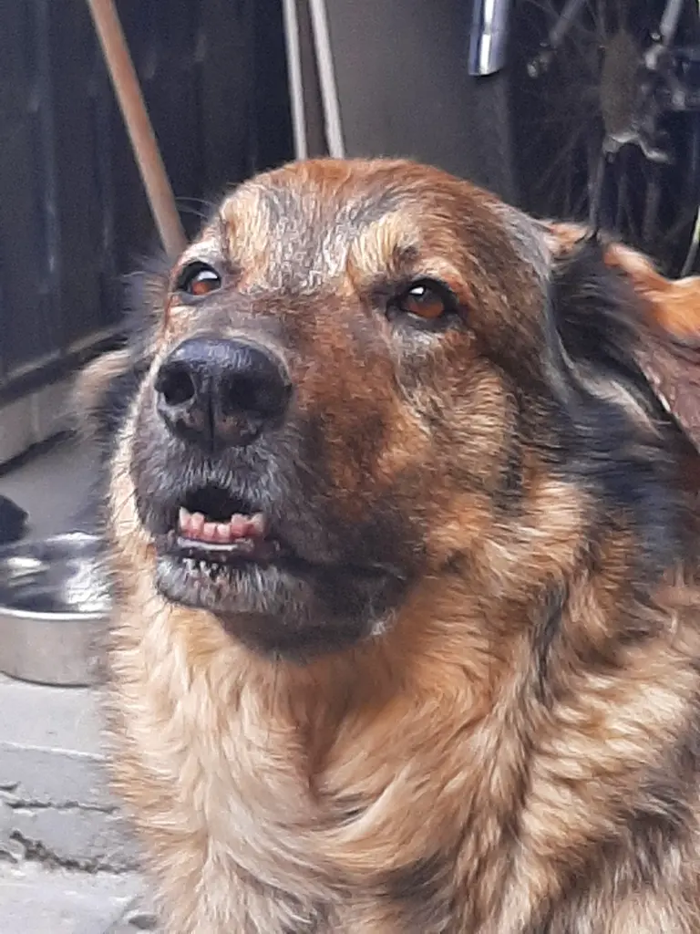 Bild von Teddy
