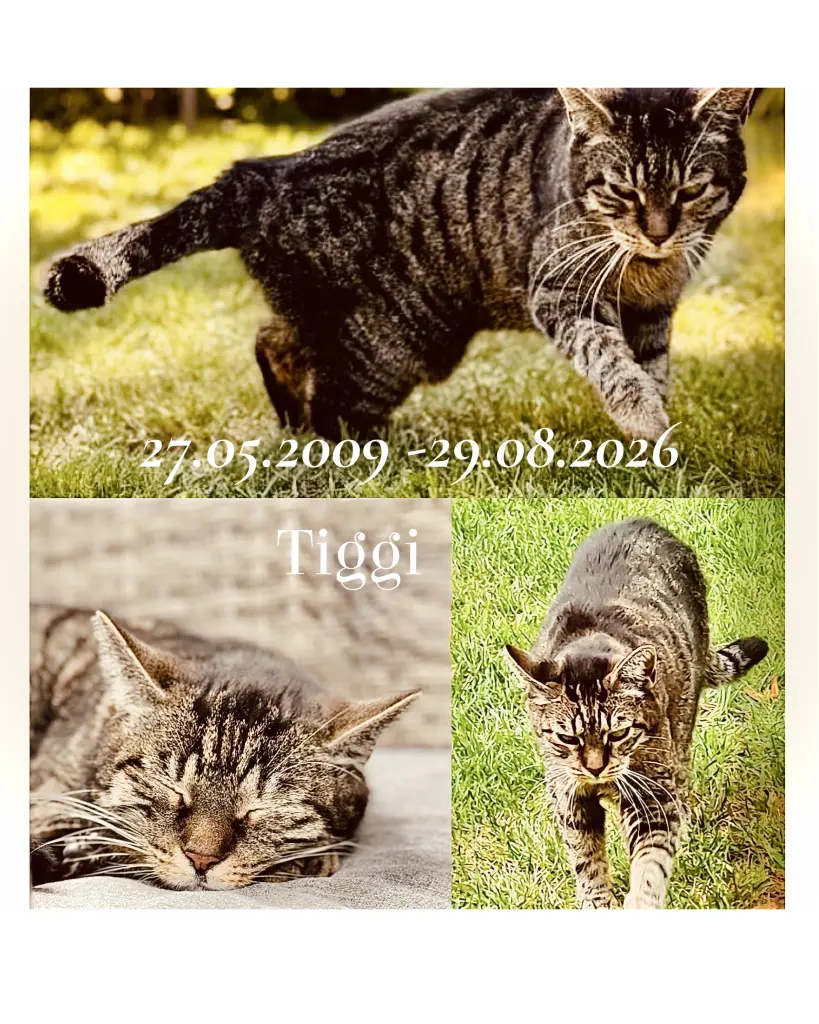 Bild von Tiggi