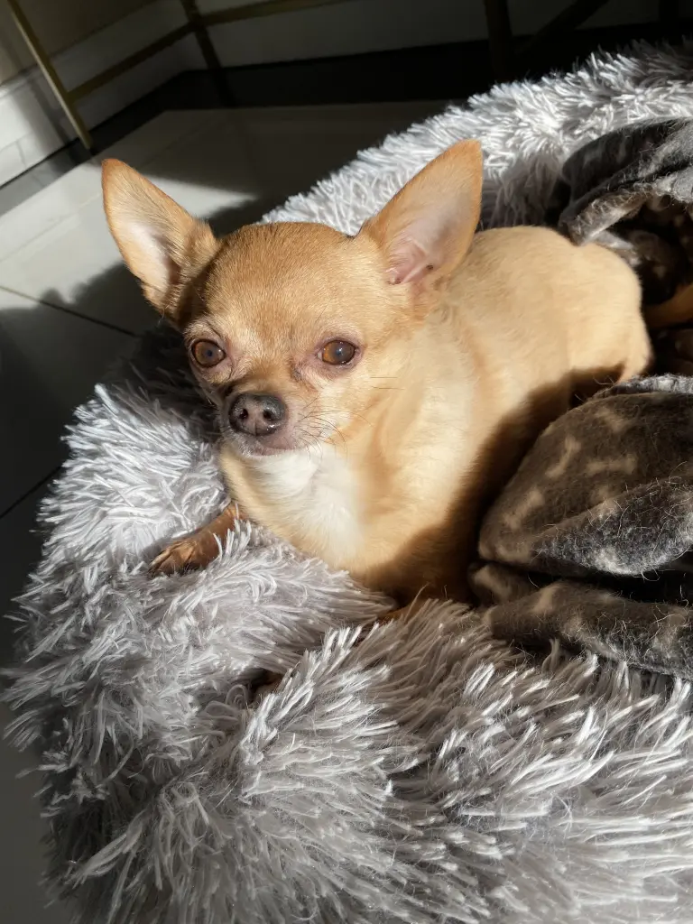 Bild von Rocky