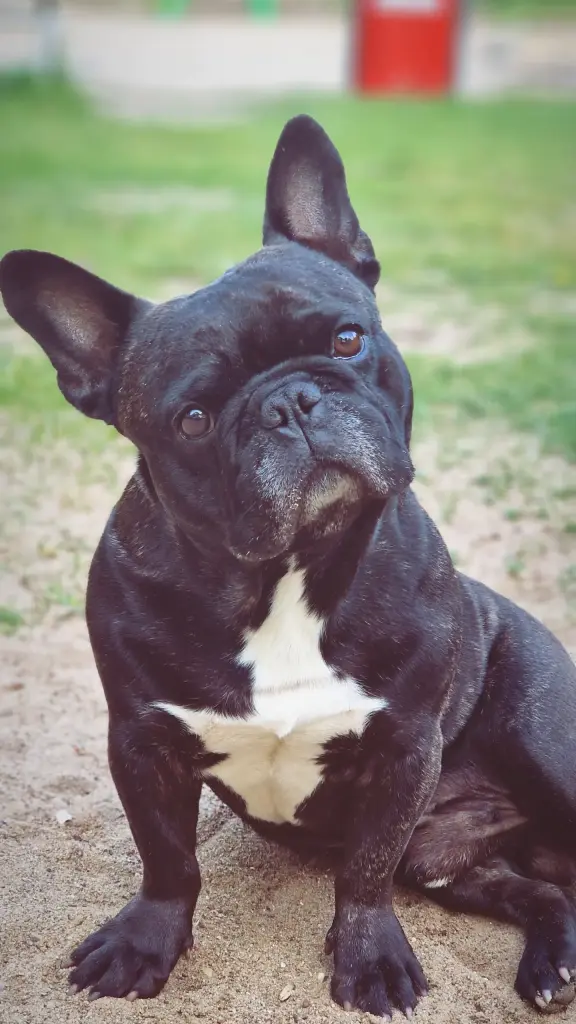 Bild von Mylo