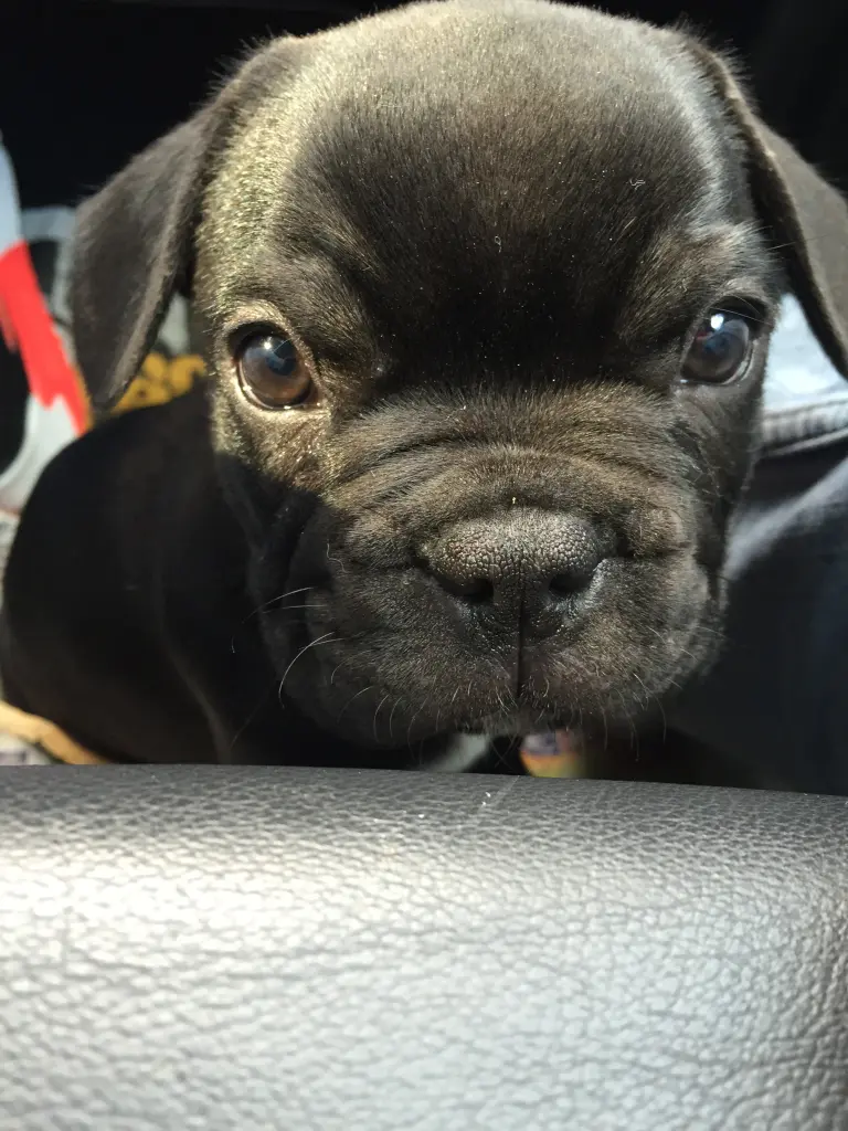 Bild von Mylo