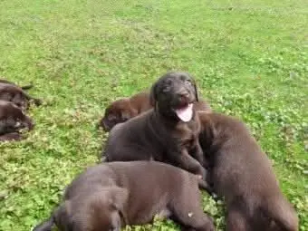 Bild von Choco