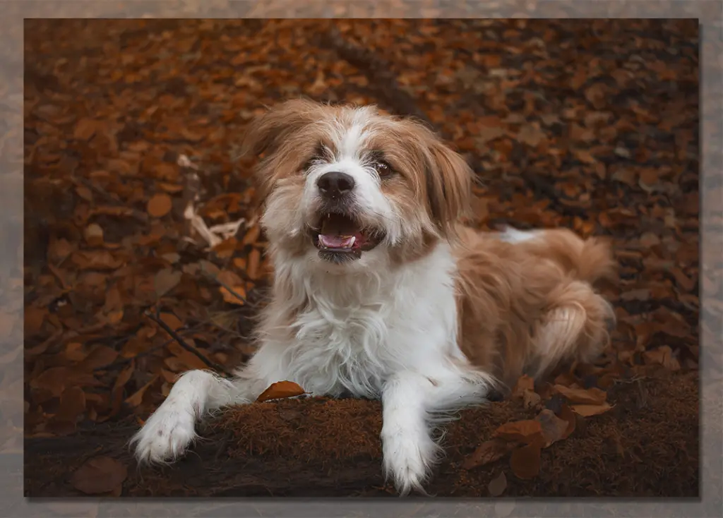 Bild von Marley