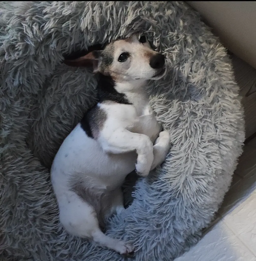 Bild von Nelly