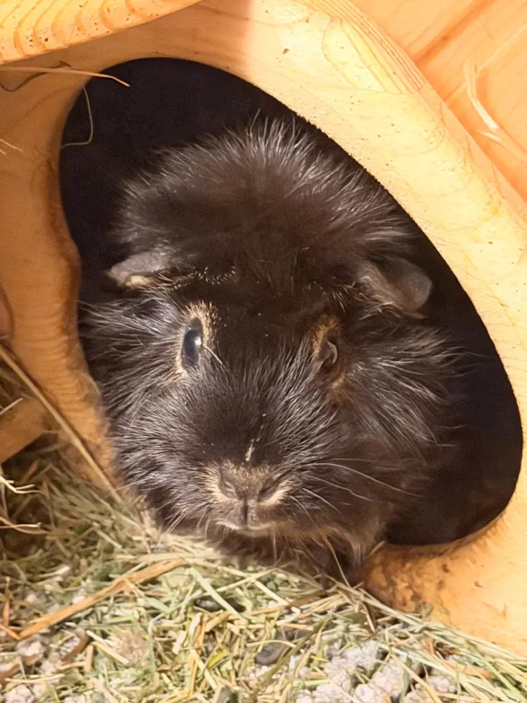 Bild von Chica