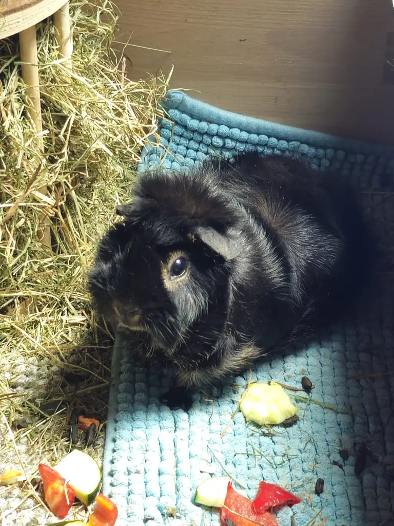 Bild von Chica
