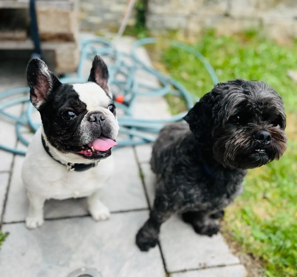 Dein bester Freund Shadow, vermisst Dich am allermeisten 😘😞🙏🕯️