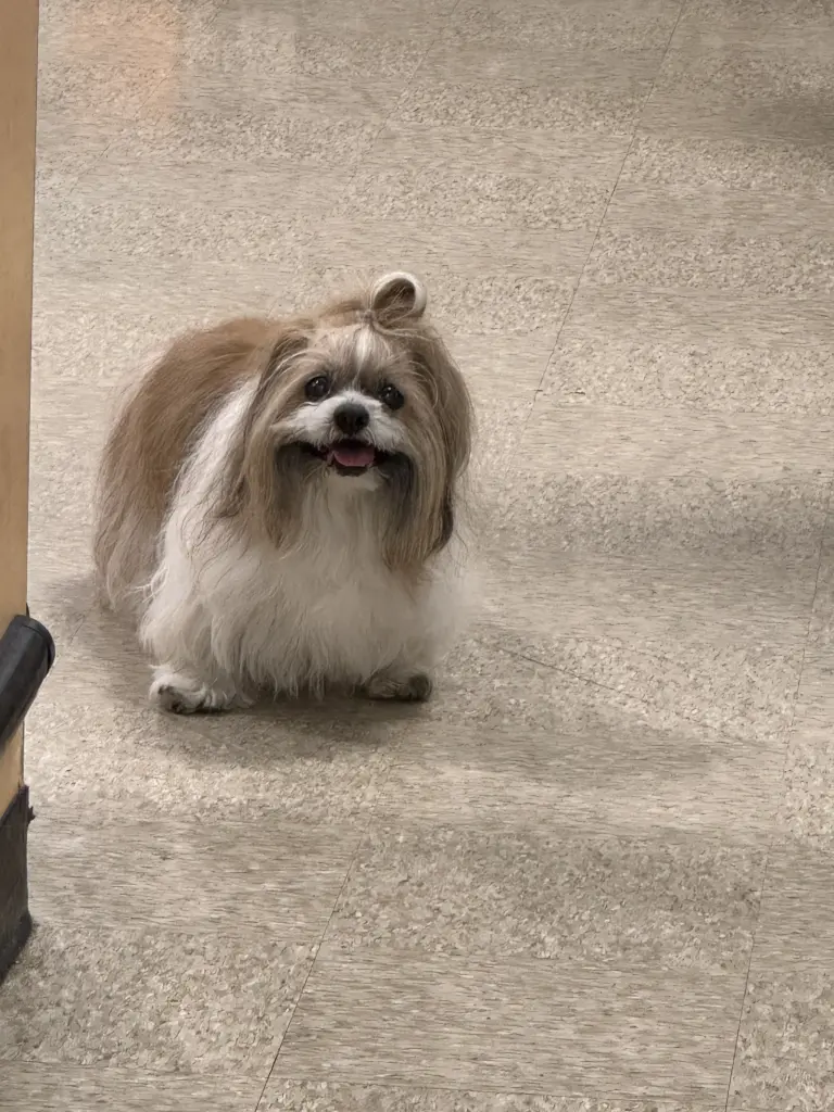 Andachtsbild von Momma