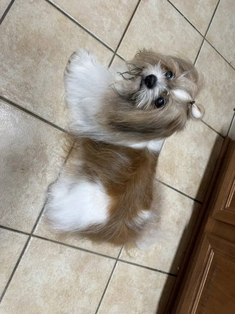 Sammy watches me cook!