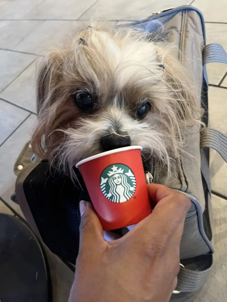 Sammy love pup cup after vet visit