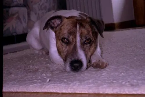 Bild von Snoopy