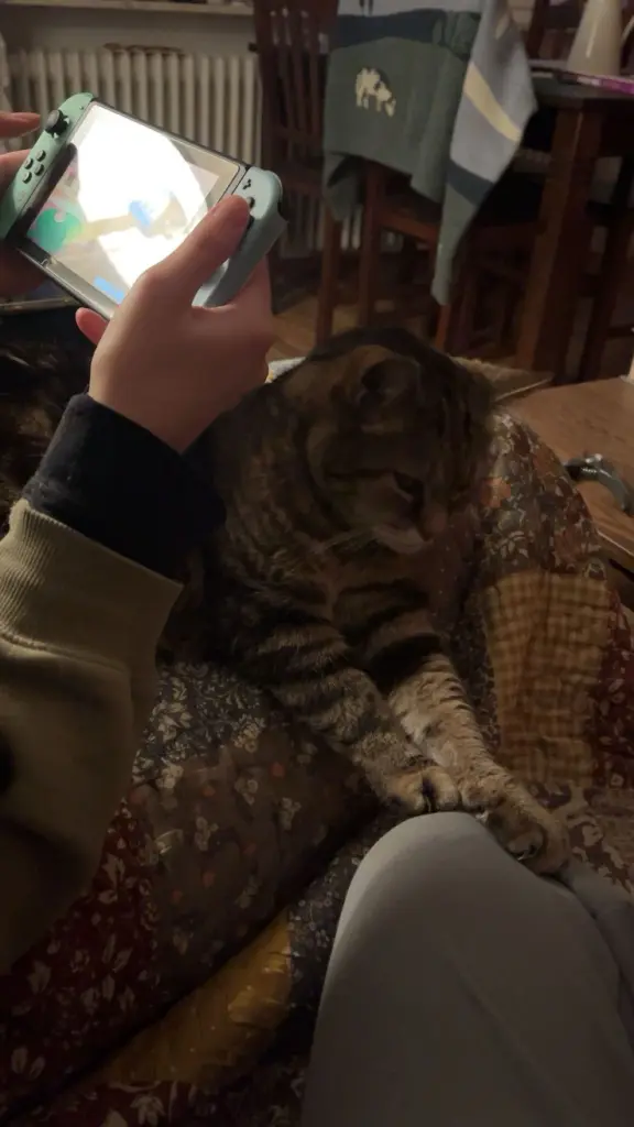 Bild von Kitty