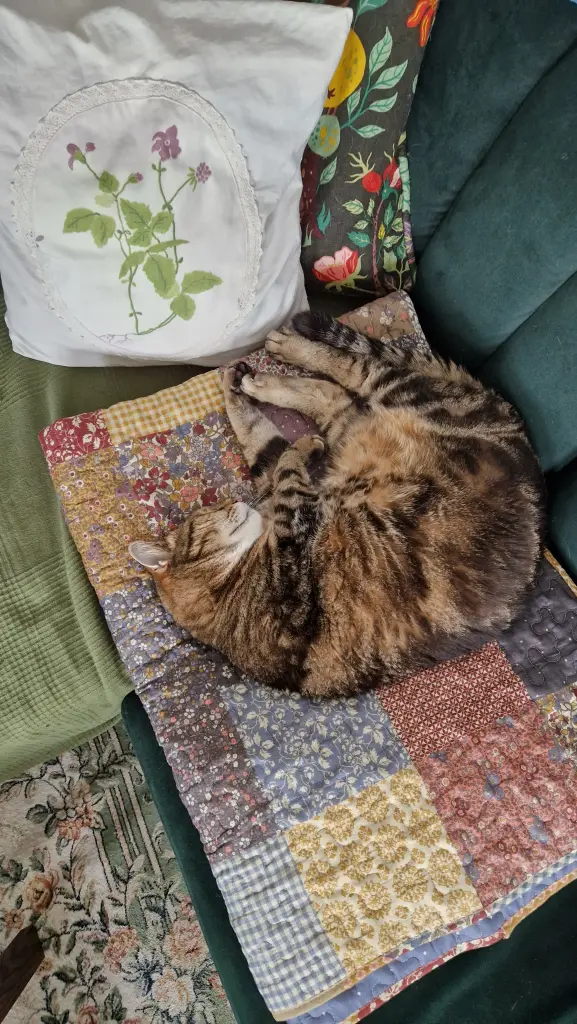 Bild von Kitty