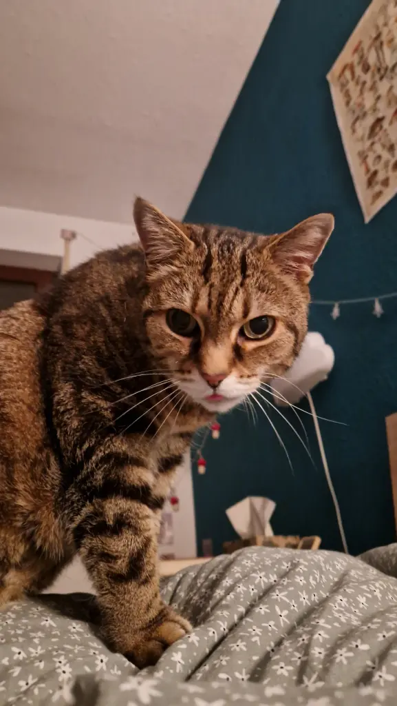 Bild von Kitty