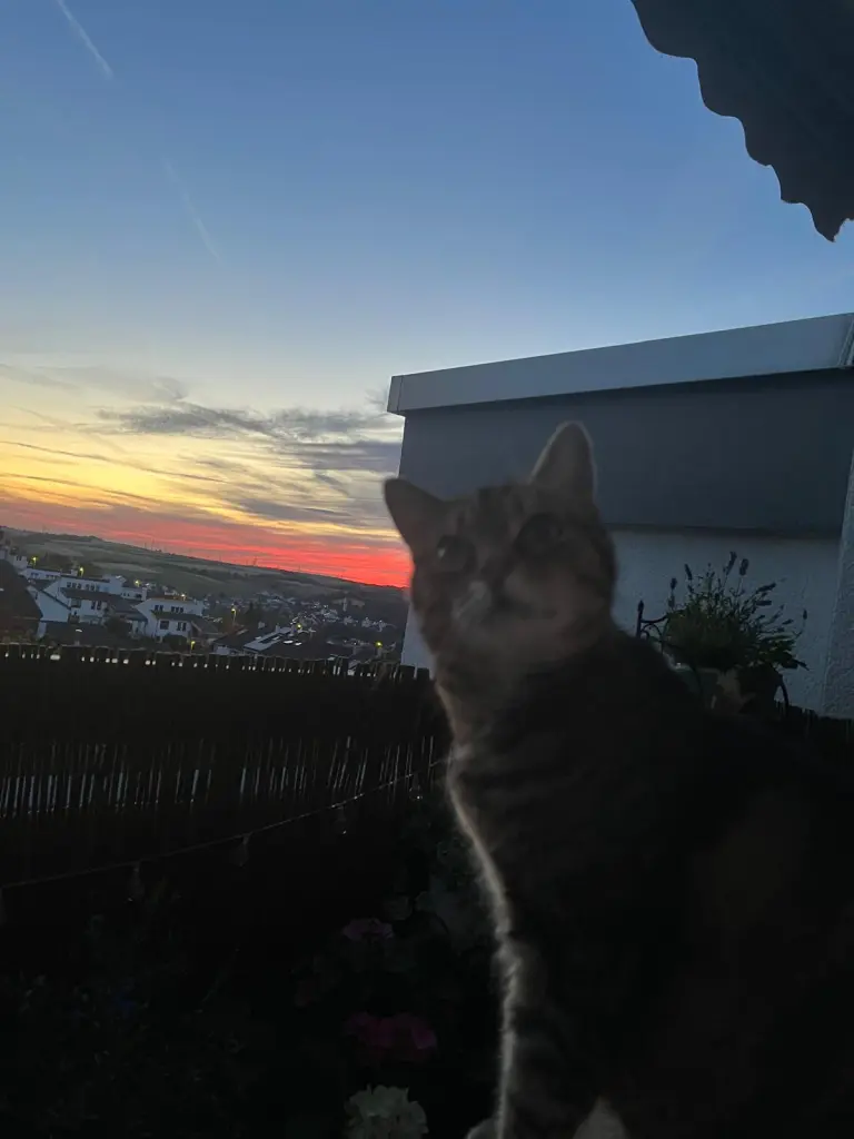 Bild von Kitty