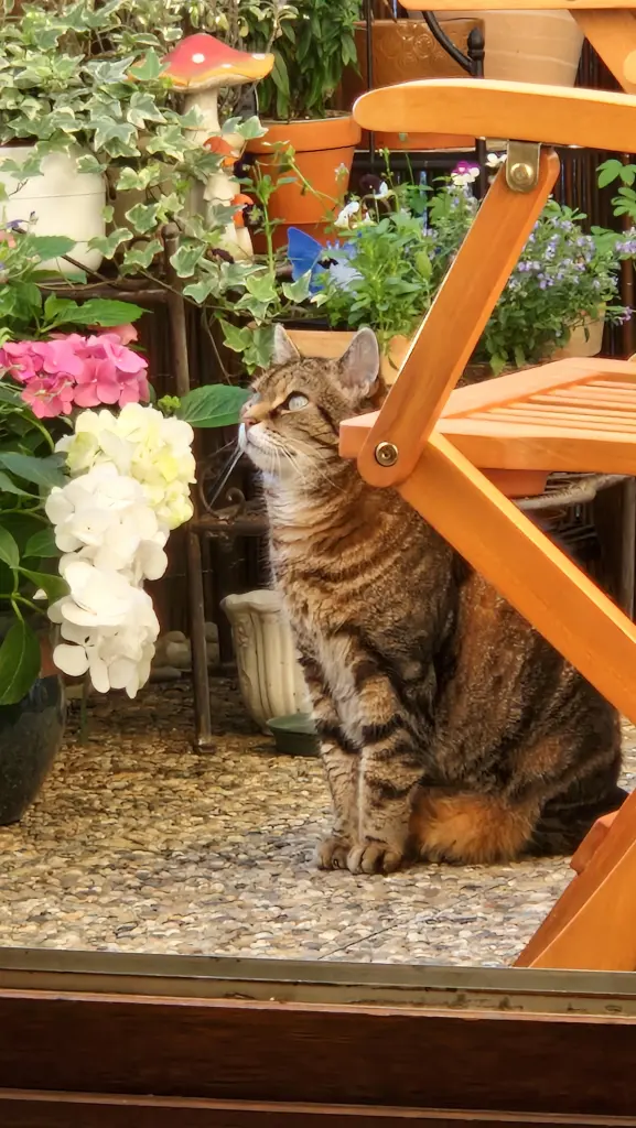 Bild von Kitty