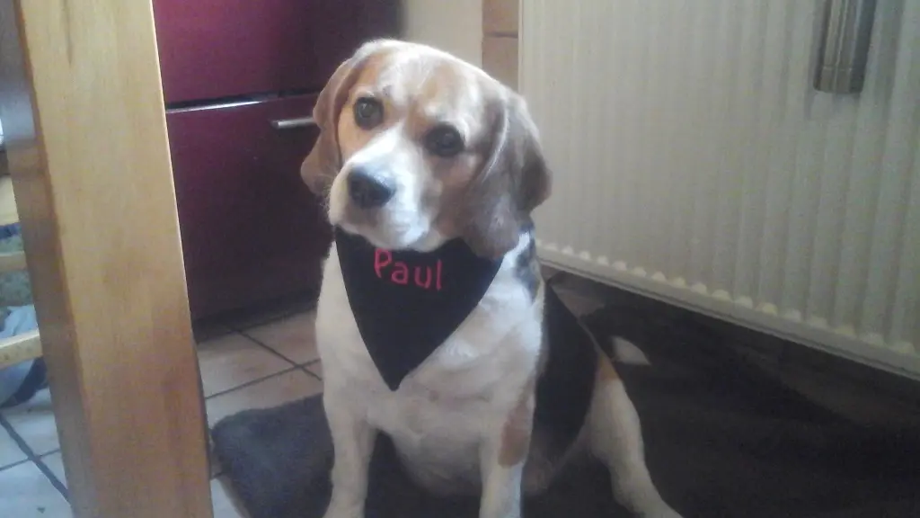 Image from Paul