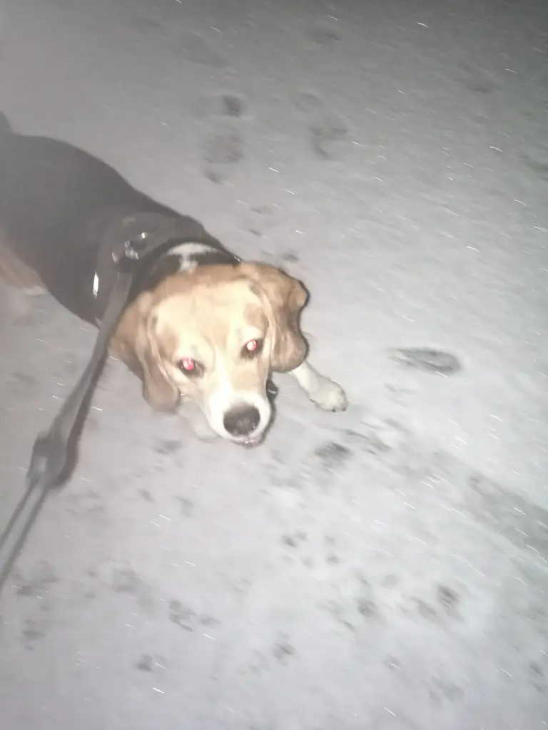 Image from Paul