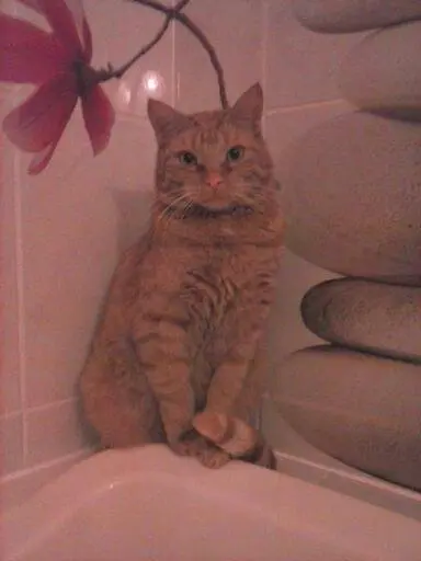 Bild von Garfield