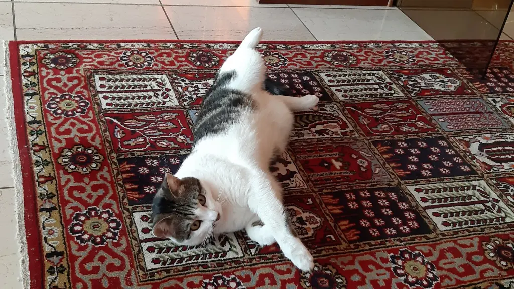 Tom im Wohnzimmer am 15.04.2019