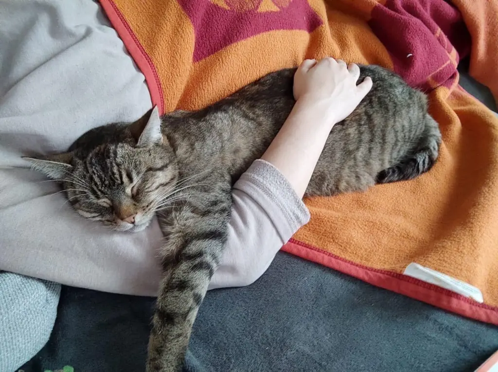 Bild von Lotta