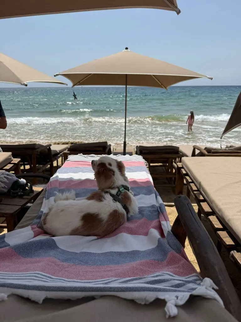 Ganz nach ihrem Geschmack - St. Tropez 2026