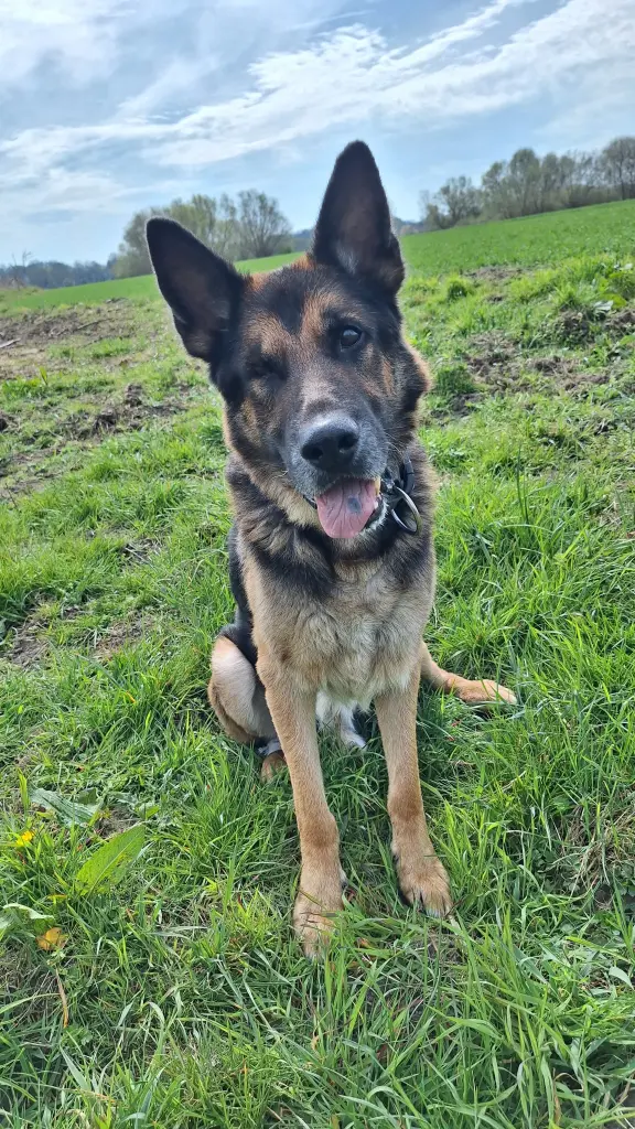 Bild von Tyson