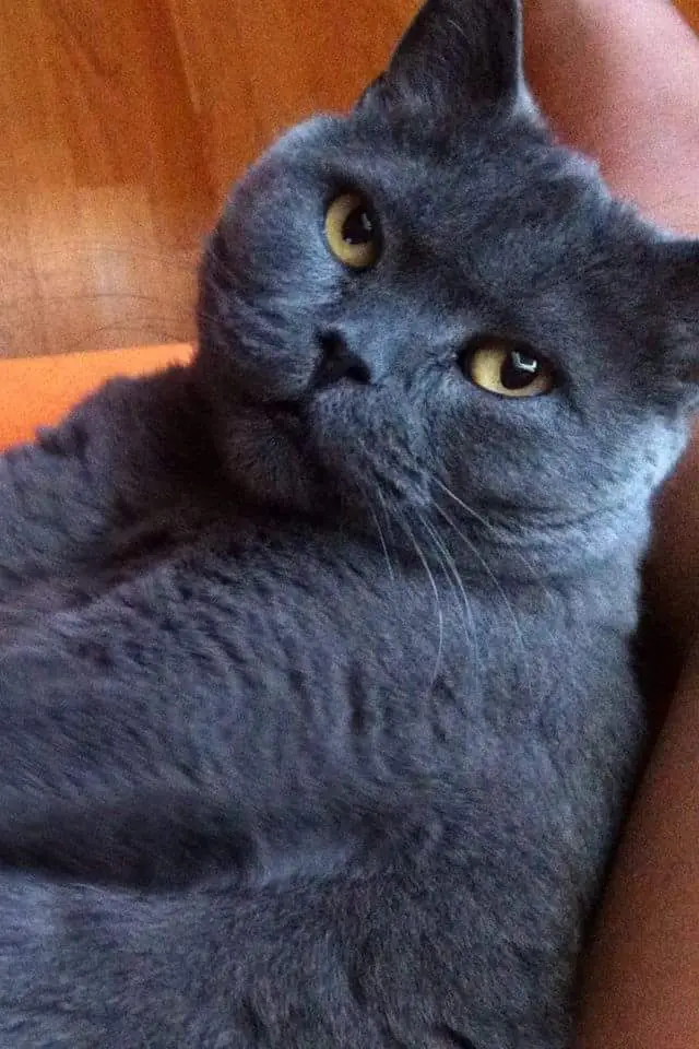 Condolence image of Tanita