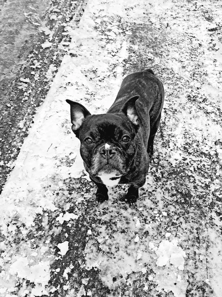 Image from Kalle