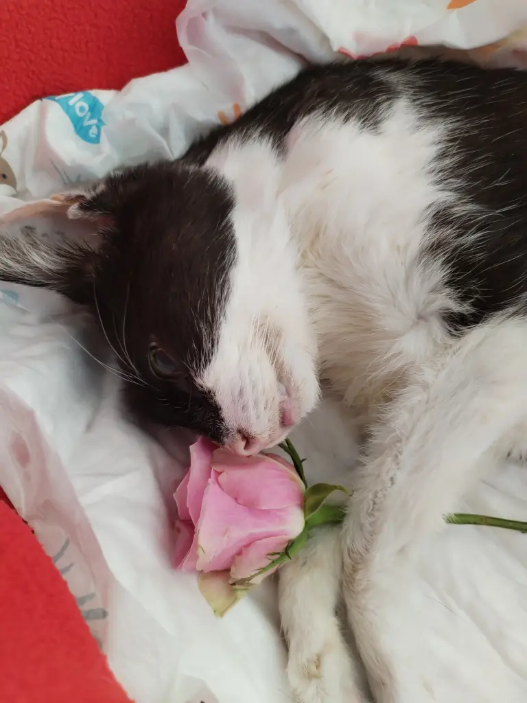 Bild von Felicitas