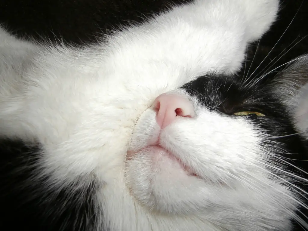 Bild von Felicitas