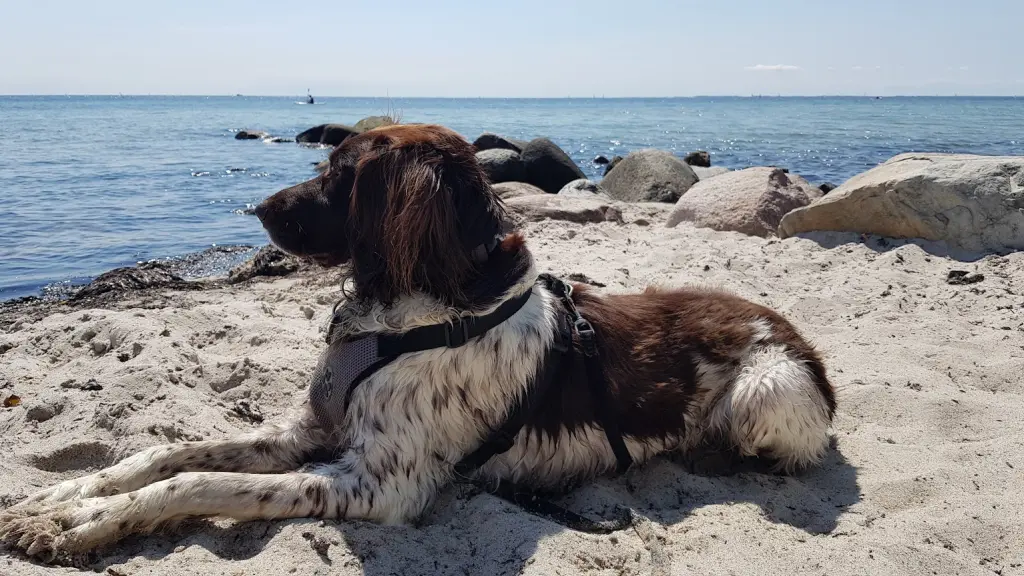 Elli am Strand