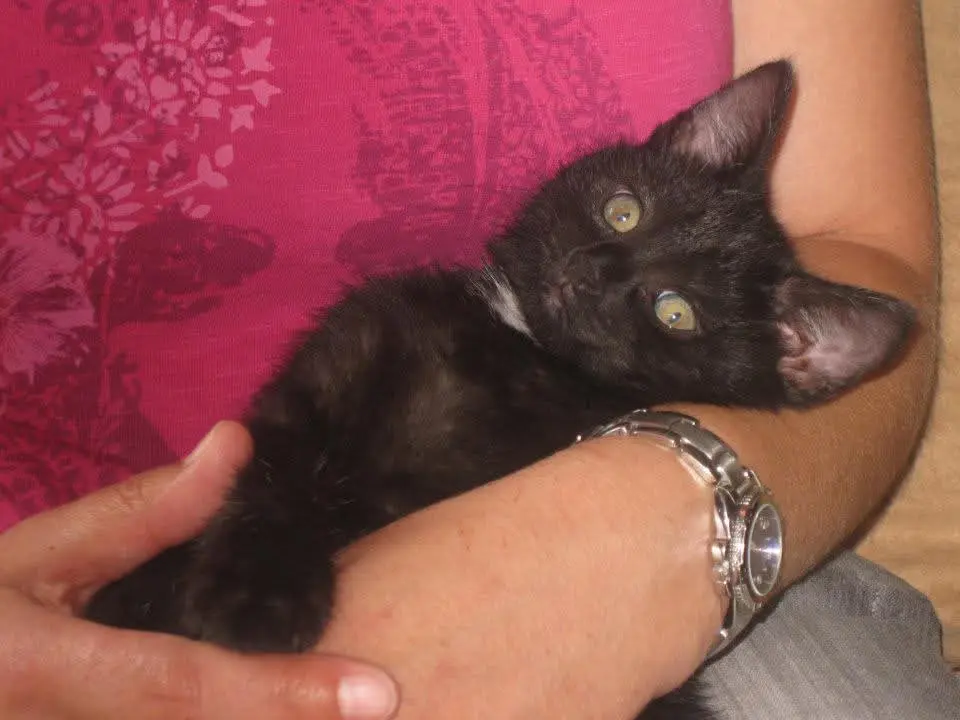 Bild von Nicki