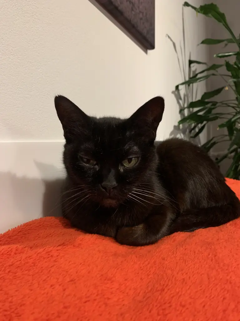 Bild von Kira