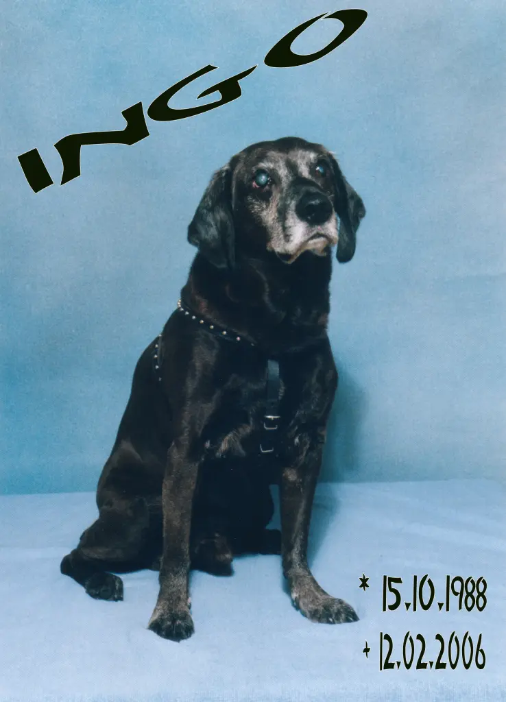 Bild von Ingo